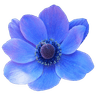 azul