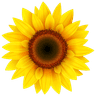 sol